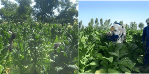 Tobacco 1